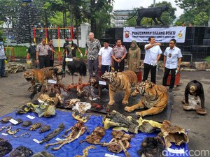 Puluhan Satwa Langka yang Diawetkan Dibakar di Mapolrestabes Bandung