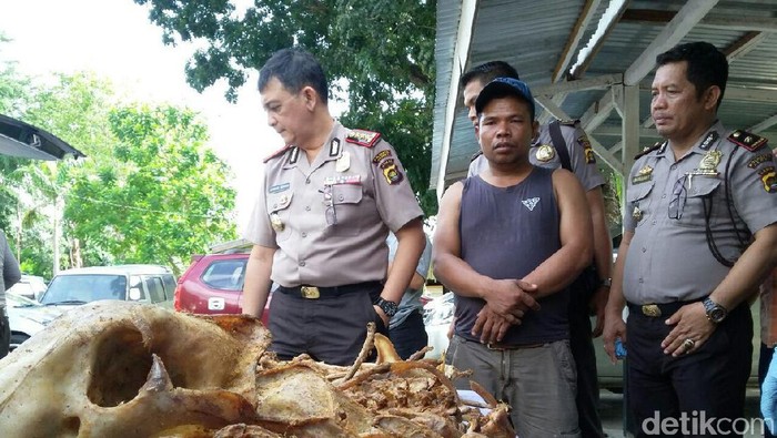 Razia Kendaraan di Jambi, Polisi Temukan Sekarung Tulang Harimau