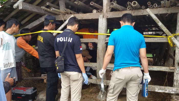 Tim Labfor Polri Periksa Bangkai Kerbau yang Mati karena Injak Bom Rakitan