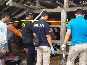 Tim Labfor Polri Periksa Bangkai Kerbau yang Mati karena Injak Bom Rakitan