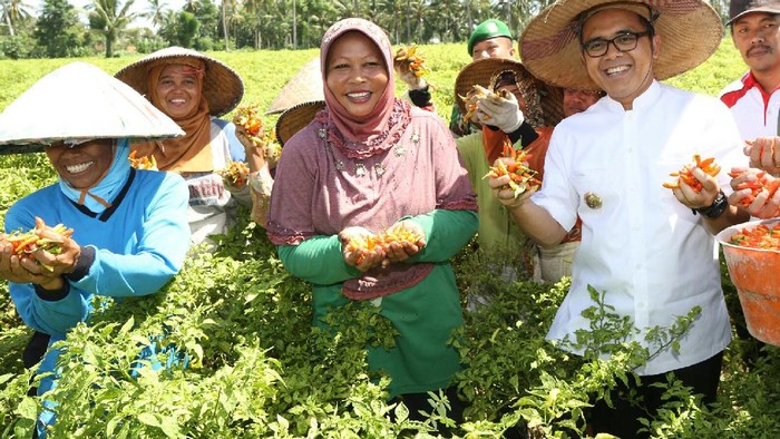 Banyuwangi Kembangkan 190 Ha Lahan untuk Tanam Cabai