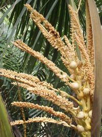  Gambar  Masalah Tanaman Kelapa  Sawit Bunga  Jantan Perhektar 