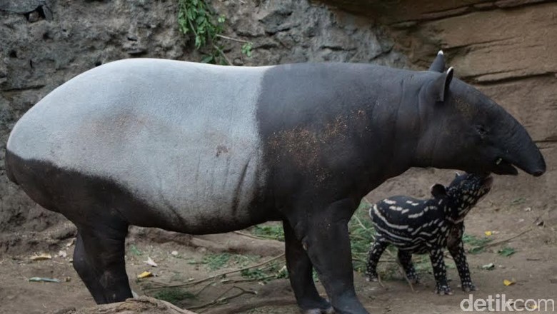 Bayi Tapir Lahir Di Taman Safari Prigen Diberi Nama Wongso