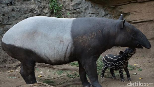 Anak tapir lahir di Taman Safari Prigen Anak tapir lahir di Taman Safari Prigen