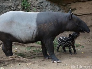 Bayi Tapir Lahir di Taman Safari Prigen Diberi Nama Wongso Isyana
