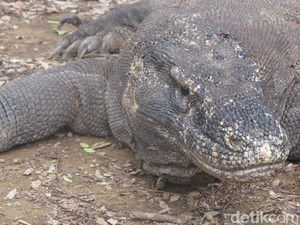 Kalau Sayang Nyawa, Jangan Lakukan Ini di Pulau Komodo