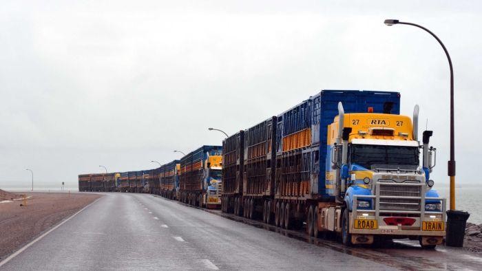 Izin Impor Sapi Australia dari RI Akhir 2016 Capai 150 Ribu Ekor