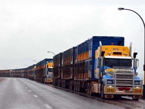 Izin Impor Sapi Australia dari RI Akhir 2016 Capai 150 Ribu Ekor
