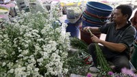 Seorang pedagang merapihkan tangkai bunga yang baru diterima dari daerah.