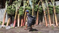 Deretan pohon pisang yang disiapkan untuk dekorasi pengantin adat Jawa.