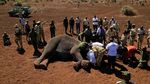 Sejumlah Gajah di Kenya Dipasang Alat Pelacak