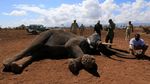 Sejumlah Gajah di Kenya Dipasang Alat Pelacak
