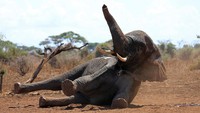 Seekor gajah mencoba berdiri setelah dipasang alat pelacak di lehernya. REUTERS/Thomas Mukoya.