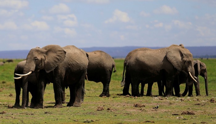 Elephants graze during an exercise to fit them with advanced satellite radio tracking collar to monitor their movement and control human-wildlife conflict near Mt. Kilimanjaro at the Amboseli National Park, in Kenya November 2, 2016. REUTERS/Thomas Mukoya