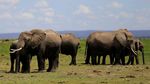 Sejumlah Gajah di Kenya Dipasang Alat Pelacak