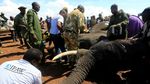 Sejumlah Gajah di Kenya Dipasang Alat Pelacak