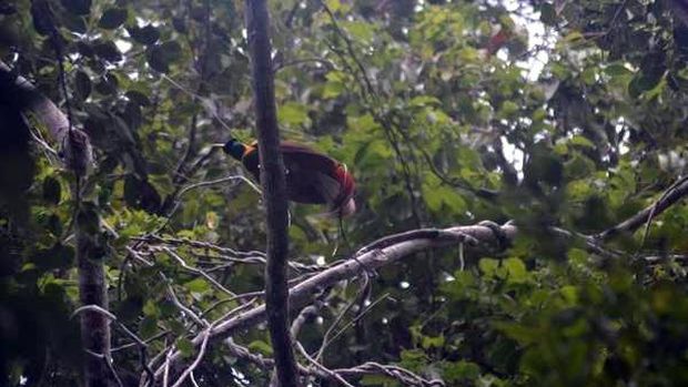 Burung Cenderawasih 