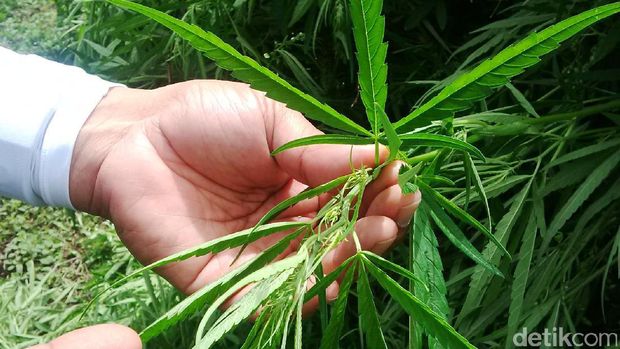 Menimbang Cinta di Balik Kasus Ganja