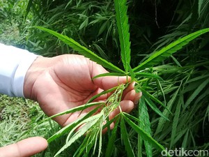 BNN Temukan Ganja Varian Hibrida di Aceh