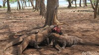 Ketika kambing diturunkan, komodo-komodonya langsung melahap. Mereka mencabik-cabik badan kambingnya, saling rebutan. Brutal! (Afif/detikTravel)