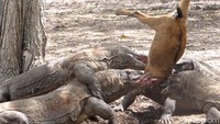 Tiap komodo saling tumpah tindih. Berlomba-lomba untuk melahap, sampai masing-masing naik ke atas punggung komodo lain. Gigitan komodo pun sangat kuat. Krak! Beberapa kali terdengar bunyi tulang kambing patah (Afif/detikTravel)