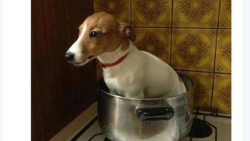 Pertaruhan bahwa Mourinho akan dipecat. Foto: Istimewa