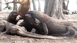 Foto Langka: Komodo Sedang Melahap Mangsa