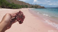 Warna pink di Pantai Namong berasal dari pecahan koral yang berwarna pink. Pecahan koral tersebut tercampur dengan pasir yang hingga akhirnya membuat pasir pantainya menjadi warna pink (Afif/detikTravel)