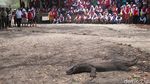 Foto Langka: Komodo Sedang Melahap Mangsa
