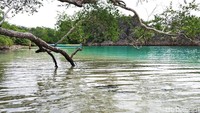 Warna air laut di laguna ini toska cerah, membaur dengan pasir putih di salah satu sisinya. Pepohonan bakau yang dipercaya sudah sangat tua tumbuh di sisi lainnya (Sukma/detikTravel)