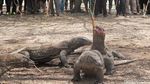 Foto Langka: Komodo Sedang Melahap Mangsa