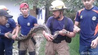 Selain sarang tawon hingga kucing, beberapa kali petugas Damkar juga terlibat menangkap temuan ular sanca. Foto: Dokumentasi Damkar Bandung