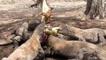Foto Langka: Komodo Sedang Melahap Mangsa