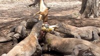 Dulu feeding komodo sering dilakukan tapi sudah tidak lagi. Namun kini, pihak Balai Taman Nasional Komodo hanya melakukannya saat ada kunjungan tamu-tamu besar seperti dari pemerintahan. Itu dilakukan agar menjaga insting liar komodo untuk berburu dan hidup secara alami (Afif/detikTravel)