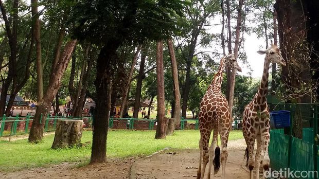 Ini 6 Ruang Hijau untuk Menghirup Udara Segar di Jakarta