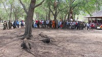 Di lapangan luas, 2 ekor kambing yang telah mati satu hari lalu digantung di atas pohon dengan seutas tali. Di bawahnya ada 6 komodo yang menanti, ukuran badannya besar-besar! (Afif/detikTravel)