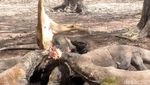 Foto Langka: Komodo Sedang Melahap Mangsa