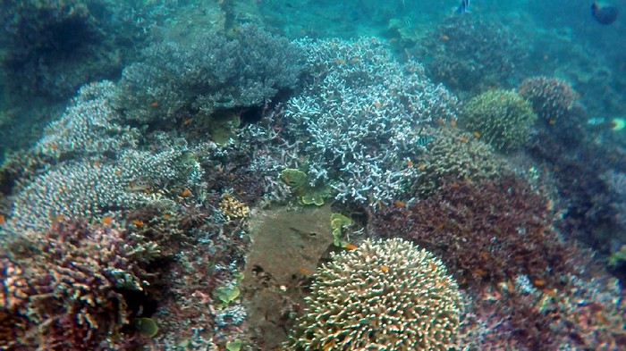 Serupa Raja Ampat, Alam Bawah Laut Cantik Juga Ada di Banyuwangi