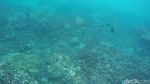 Bangsring: Keajaiban Alam Bawah Laut Banyuwangi