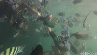 Beberapa tempat di Bangsring underwater juga cocok untuk dijadikan latar mengabadikan momen bersama ikan dan terumbu karang. Traveler juga bisa berfoto dengan puluhan ikan sambil memberi ikan-ikan itu makan roti (Kartika/detikTravel)