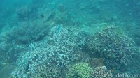 Setelah perjuangan panjang dan upaya-upaya melakukan konservasi oleh kelompok nelayan Bangsring, saat ini siapa pun akan setuju Bangsring underwater tidak akan membuat siapapun yang menyelaminya menyesal (Kartika/detikTravel)