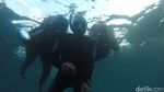 Bangsring: Keajaiban Alam Bawah Laut Banyuwangi