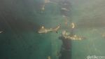 Bangsring: Keajaiban Alam Bawah Laut Banyuwangi