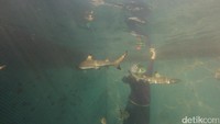 Mau uji keberanian? Traveler juga bisa berselfie ria dengan ikan hiu lho. Tapi hiu di sini adalah jenis hiu kecil yang dirawat oleh kelompok nelayan Bangsring (Kartika/detikTravel)