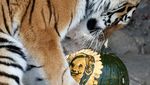 Seekor Harimau di Siberia Prediksi Calon Presiden AS