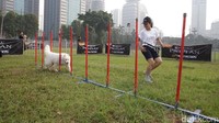 Seorang dog trainer sedang melatih anjing di area Dog Agility Training Purina PRO PLAN Boot Camp, di Senayan Golf Driving Range.