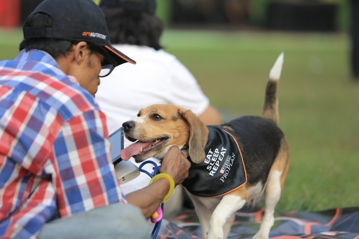 Sebanyak 150 anjing dan kucing bersama pemiliknya berkumpul di Senayan Golf Driving Range. Sambil bermain mereka juga melatih ketangkasan hewan peliharaan.