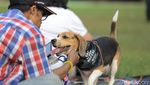 Intip Keseruan Bermain Sambil Melatih Ketangkasan Anjing