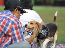 Anjing Ternyata Bisa Mengingat Nama Mainan hingga 2 Tahun Lamanya, Kok Bisa?