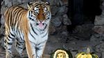 Seekor Harimau di Siberia Prediksi Calon Presiden AS